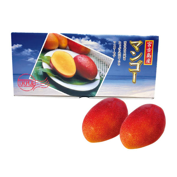 沖縄県産（宮古島） アップルマンゴー（021021） 商品サムネイル