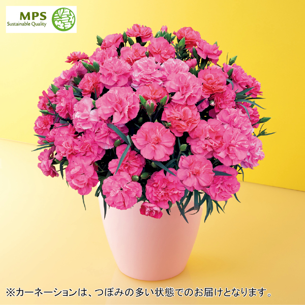 タカハシプランテーション カーネーション「ピーチキャンドル」（SUSTEE付）（480303） 商品サムネイル