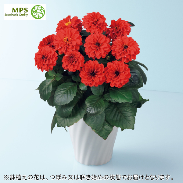 タカハシプランテーション 大輪銅葉ダリア「テンプテーション」レッド（SUSTEE付）（480729） 商品サムネイル