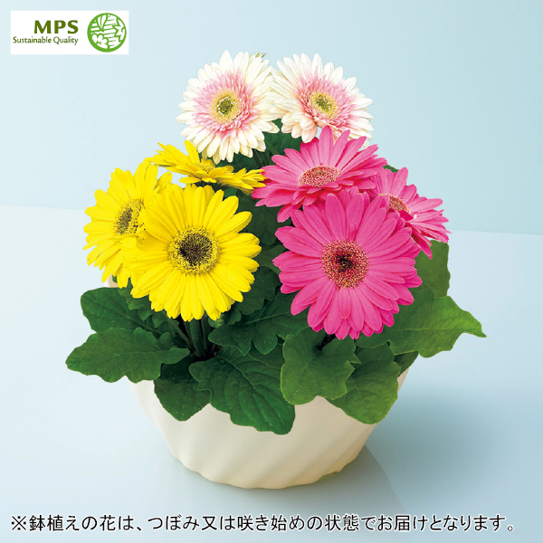 タカハシプランテーション ガーベラ カラフル寄せ植え（SUSTEE付）（480774） 商品サムネイル