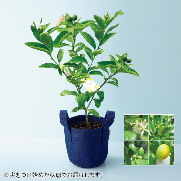 水澤園芸 レモンの木「サイパン」（SUSTEE付）（482277） 商品サムネイル