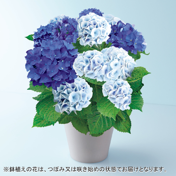 緑海園芸 あじさい「2色植え」（SUSTEE付）（480668） 商品サムネイル