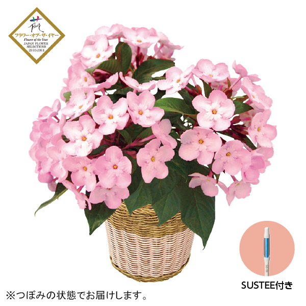 登坂園芸 におい桜「COCO」（SUSTEE付）（170053） 商品サムネイル