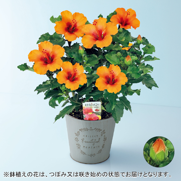 紅和園 ハイビスカス「プチオレンジ」（SUSTEE付）（482259） 商品サムネイル