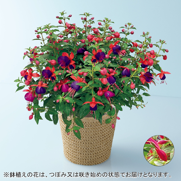 田中園芸 フクシア「ジョリーズ・ナンテス」（SUSTEE付）（480710） 商品サムネイル