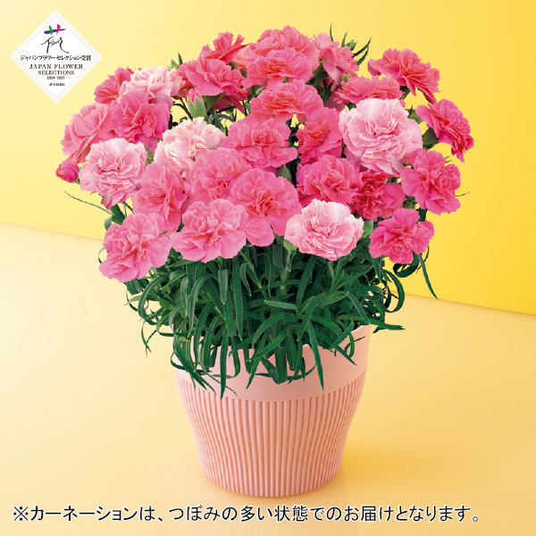 矢祭園芸 カーネーション「ひなあられ」（SUSTEE付）（480312） 商品サムネイル