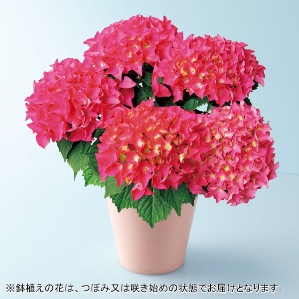 あじさい「パリジェンヌ」（SUSTEE付）（480640） 商品サムネイル