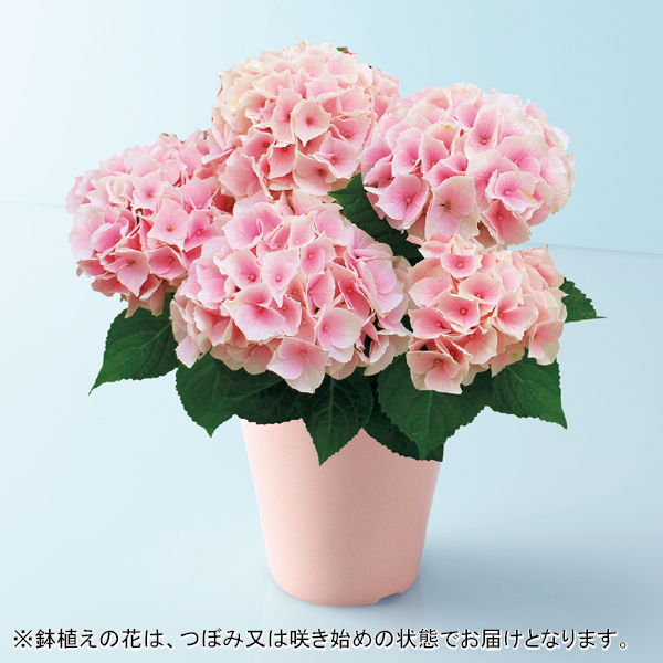 宮崎園芸 あじさい「コットンキャンディ」（SUSTEE付）（480659） 商品サムネイル