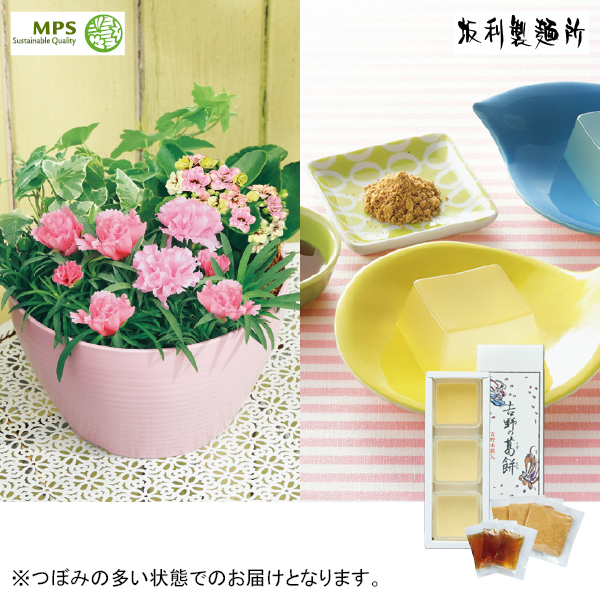 アサミグリーンプランツ カーネーションの寄せ植え（SUSTEE付）＋坂利製麺所 葛餅（480190） 商品サムネイル