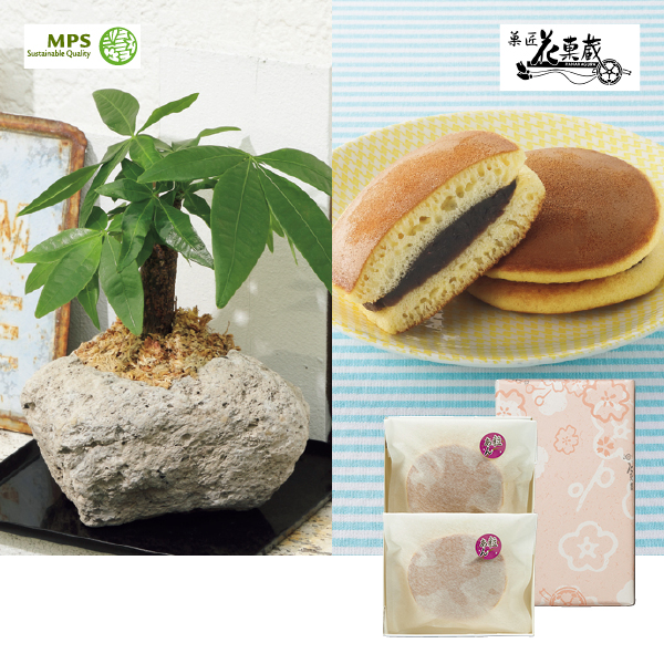 SUNCOF パキラの木ナチュレストーン植え（SUSTEE付）＋花菓蔵の粒あんどら焼き（483090） 商品サムネイル