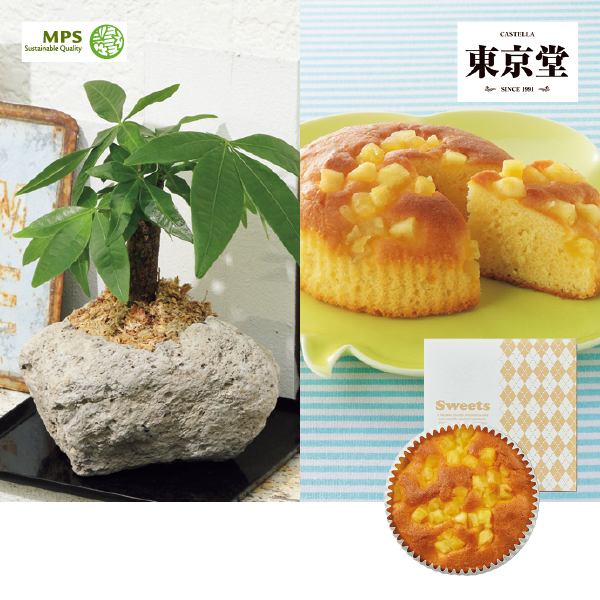 SUNCOF パキラの木ナチュレストーン植え（SUSTEE付）＋東京堂の焼き甘芋チーズケーキ（483151） 商品サムネイル